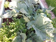 Vybudování Vlkavské dopravní cyklostezky 2017